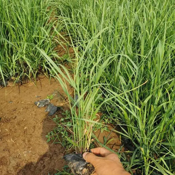 观赏草柳枝稷报价 稷营养杯小苗价 茗茜花卉 基地发货