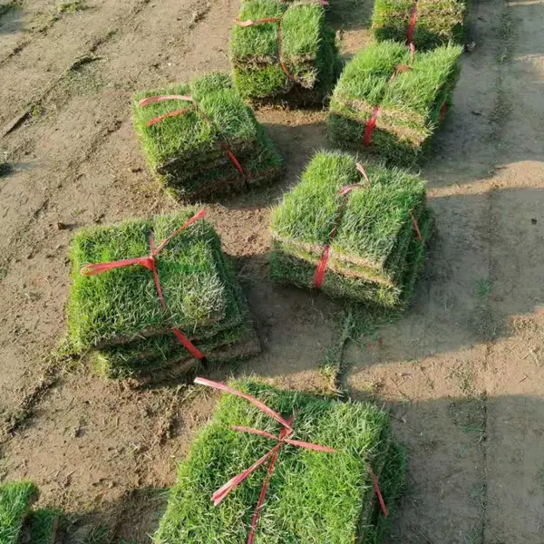如何种植草坪?金华马尼拉草皮、绍兴台湾青草皮