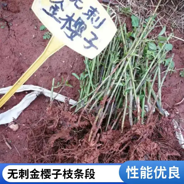 无刺金樱子扦插枝条 专业提供优质育苗枝条
