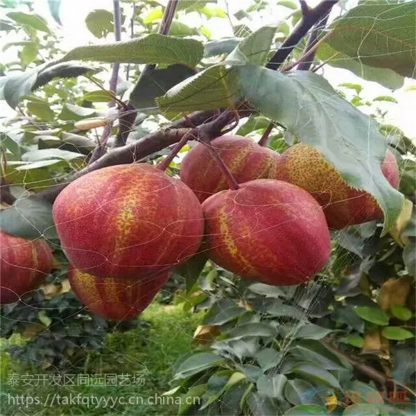 ������������ ��������ֲ Ʒ������