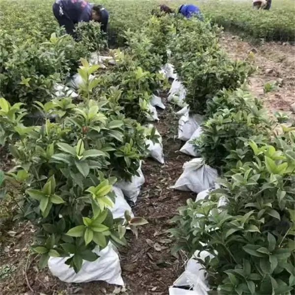 嫁接桂花树苗基地批发 金桂苗 丹桂苗 四季桂花苗