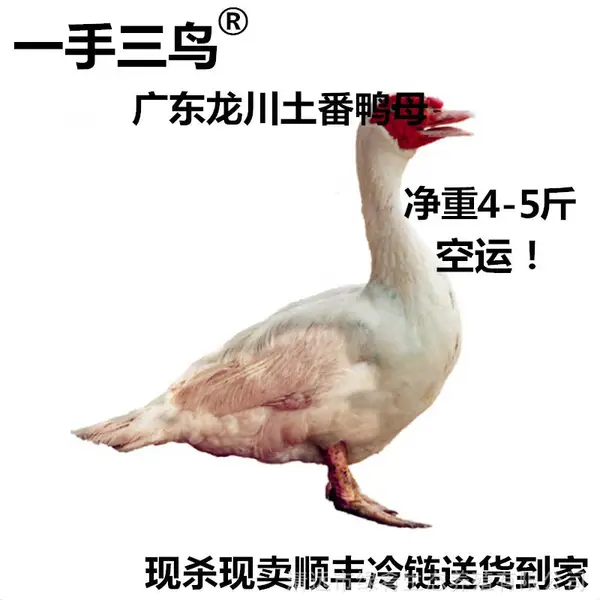【一手三鸟】番鸭母番鸭公白番鸭黑番鸭均有冷链物流发全国