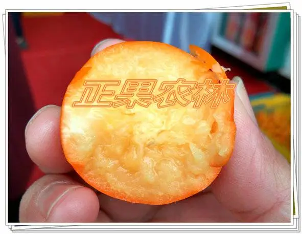 正宗融安脆蜜金桔苗融安正规基地直发全国送货上门