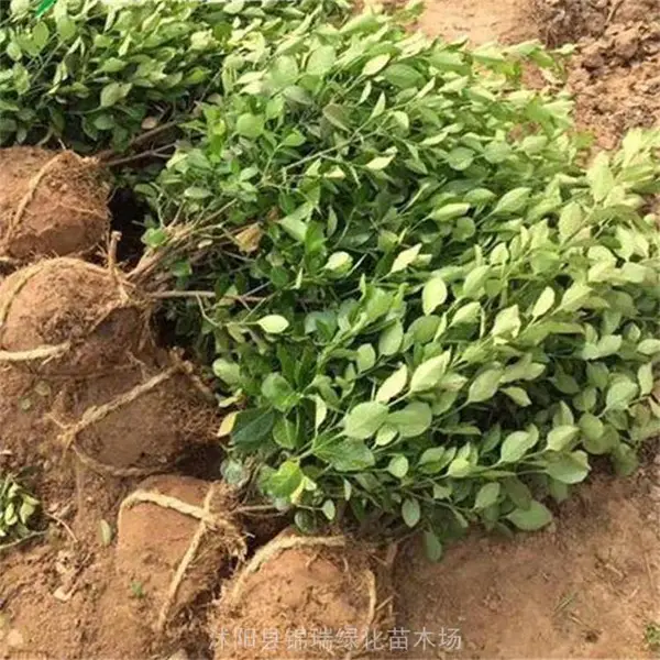 注意了 山东卫矛球从这买成活*** 不花冤枉钱 卫矛球年年便宜