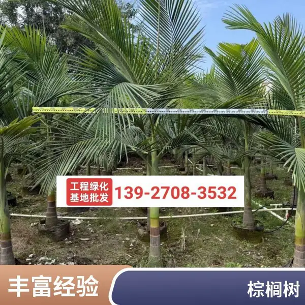 高3米 槟榔葵 假槟榔 园林苗木造景 一手货源规格齐全