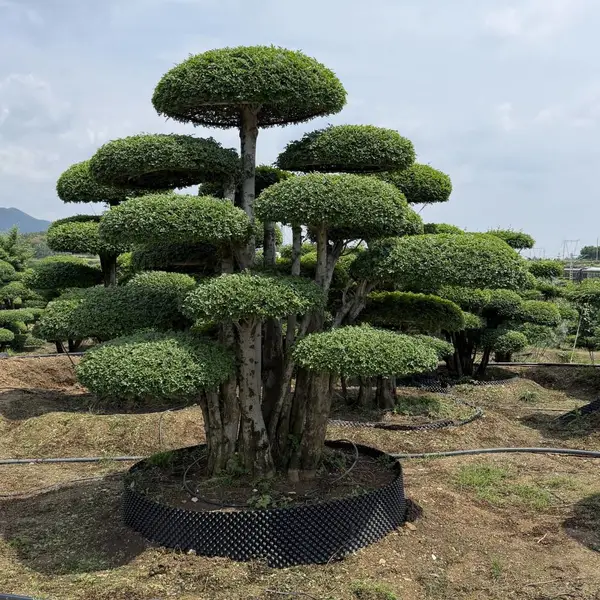 京山对节白蜡造型树 庭院园林工程乔木 造型景观树基地直供
