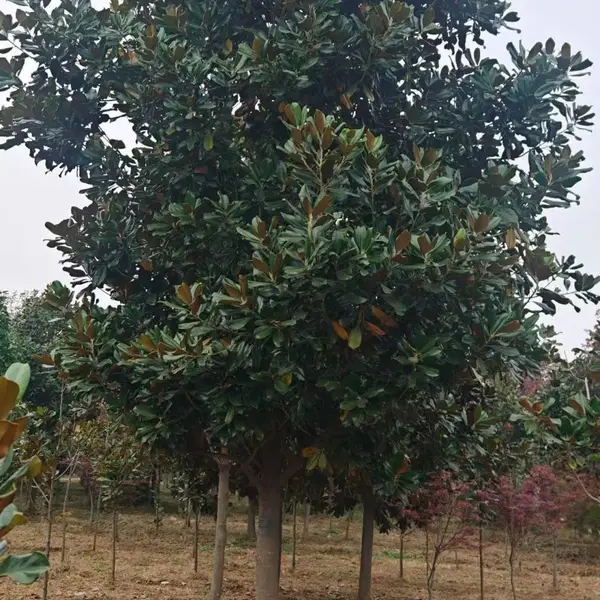 山东聊城阳谷县白玉兰种植基地批发供应,5公分红玉兰树苗厂家上车价格,玉兰树苗产地供应商报价