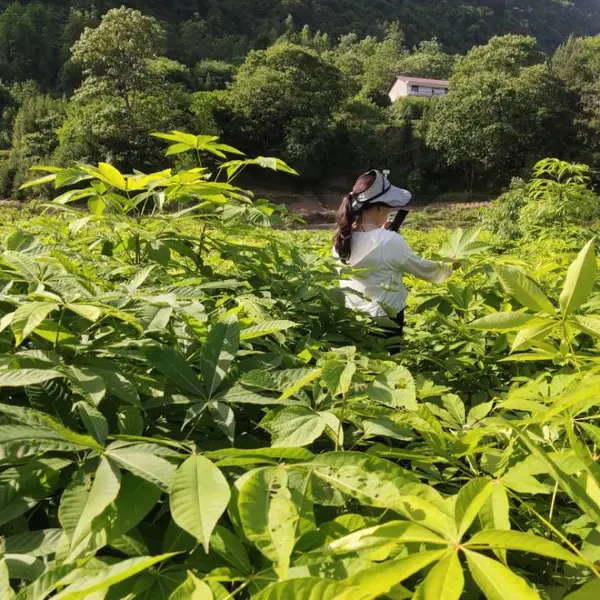 七叶树小苗,三年生七叶树小苗批发,七叶树裸根苗