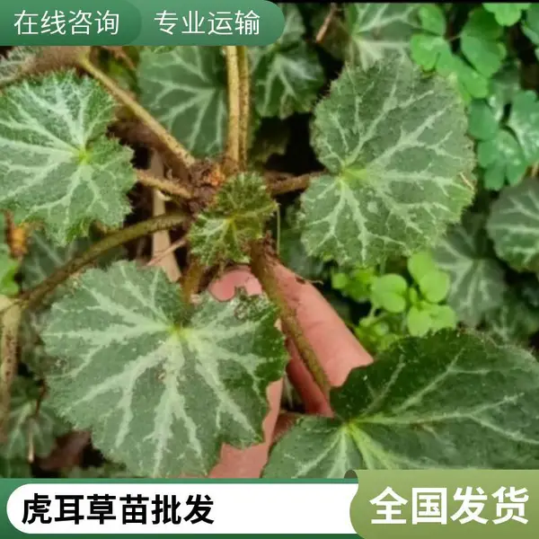 虎耳草袋苗供应 观叶绿化耐寒宿根植物