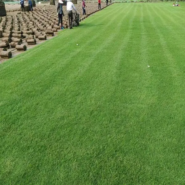 剪股颖价格|中华结缕草种子|天津草坪