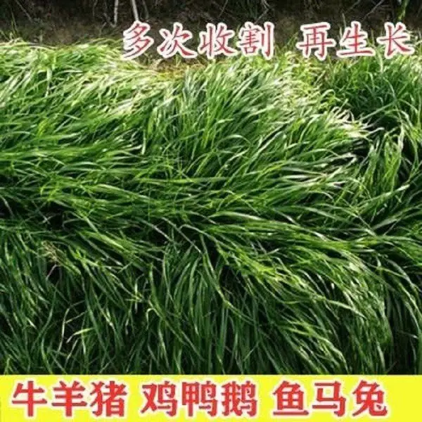 多年生黑麦草种子进口四季耐热高产型牧草籽猪牛羊鸡鸭鹅兔鱼包邮