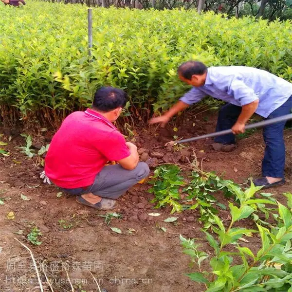 北方苗木基地 金叶榆 白皮松 园林植物