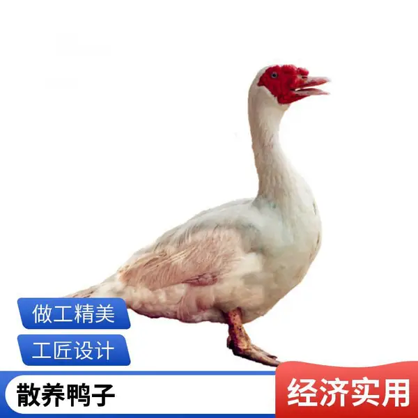 母番鸭公白番鸭黑番鸭番鸭现杀现卖冷链到家龙川散养【一手三鸟】