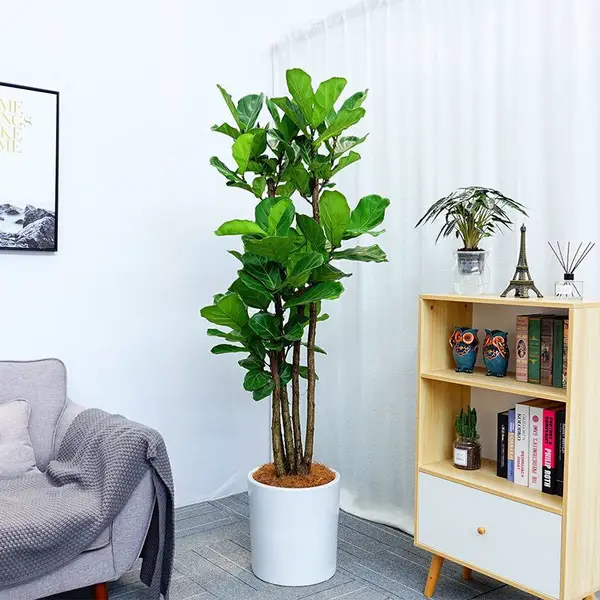 网红植物,琴叶榕,有格调,专卖店植物,咖啡厅植物, 易养护,武汉植物盆栽 绿植花卉 绿丛园林