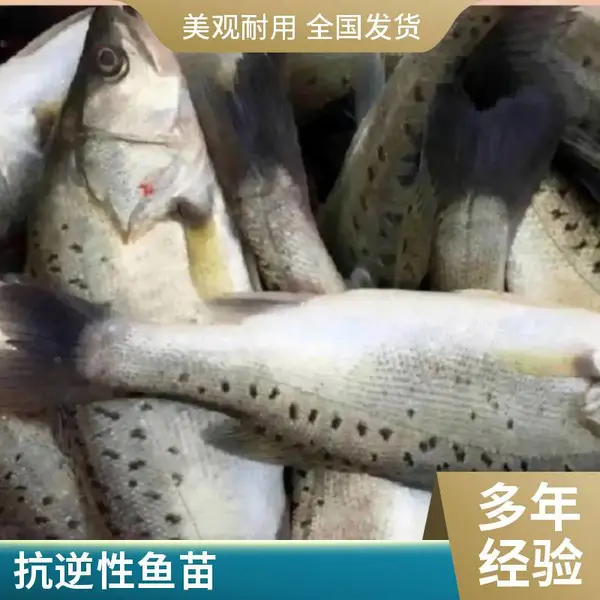 日照本地 加州鲈鱼苗 鲟鱼鱼苗 淡水养殖基地 支持快递发货 规格齐全