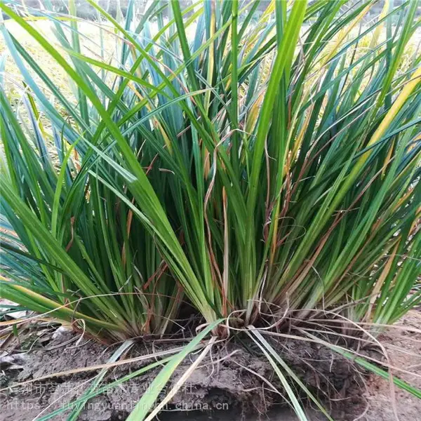多芽青绿苔草价格，青绿苔草批发销售，青绿苔草种植基地
