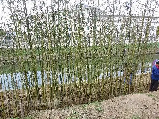 苏州别墅庭院竹子 金镶玉竹 紫竹 龟甲竹等园林竹子种植施工
