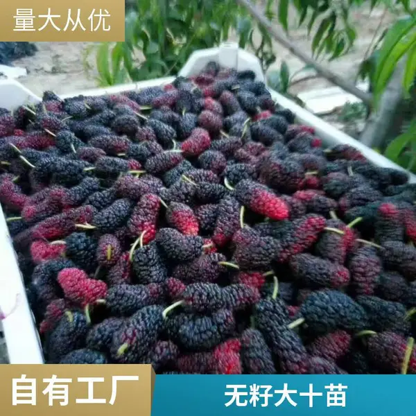 四季超长果桑厂家生产嫁接果桑苗耐寒桑葚树苗