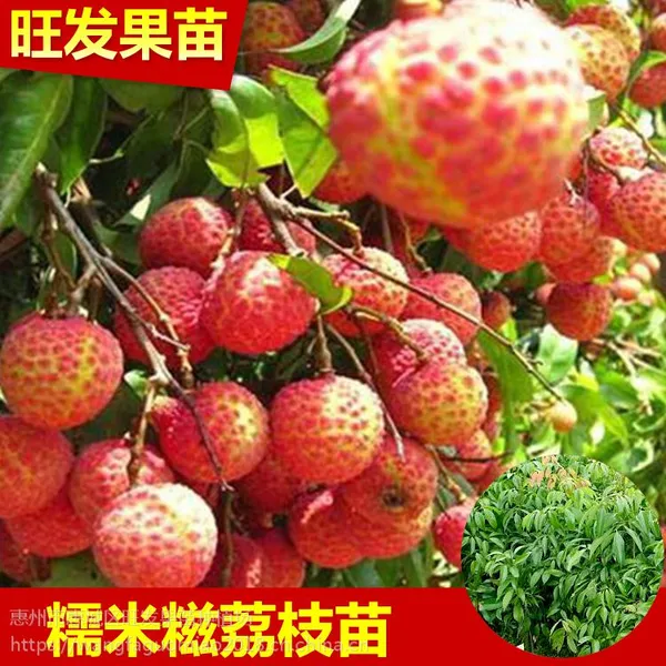������Ӧ����Ŵ������֦�� ��֦��޽ӹ����� ��С���Ŵ������֦�� �����Ե�����ֲ �۸��Ż� Ʒ������