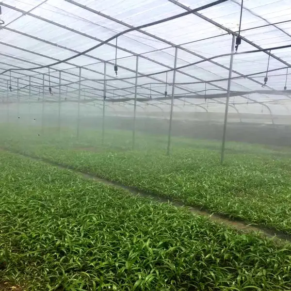 温室大棚雾化喷头 苗圃育苗自动喷淋 旋转微喷头安装间距