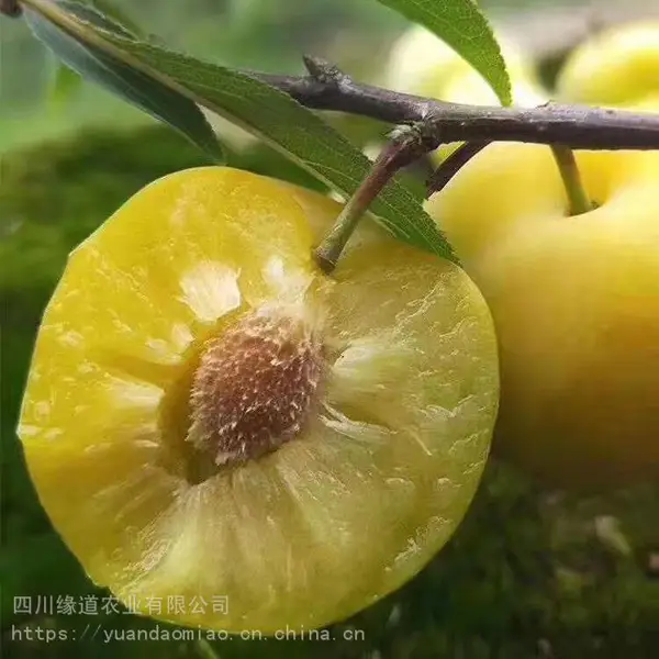 ���з���������-��Ӧ���������羭����