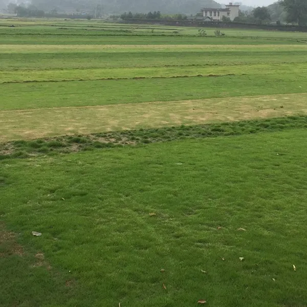 马尼拉草皮 贵州遵义城市绿地绿化用的结缕草出售价格 性价比高