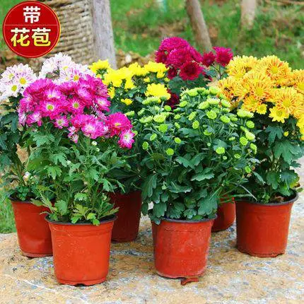 菊花花苗 小雏菊盆栽观花植物室内绿植四季常青