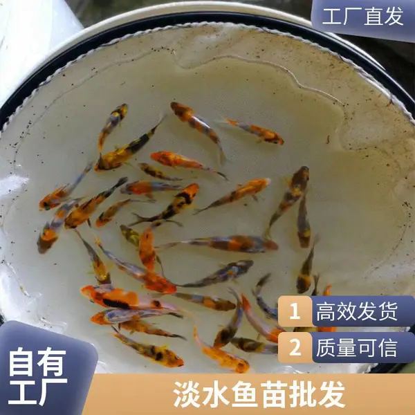 庭院景观池专用锦鲤苗 来自山东泰安本地观赏鱼苗锦鲤鱼苗养殖场