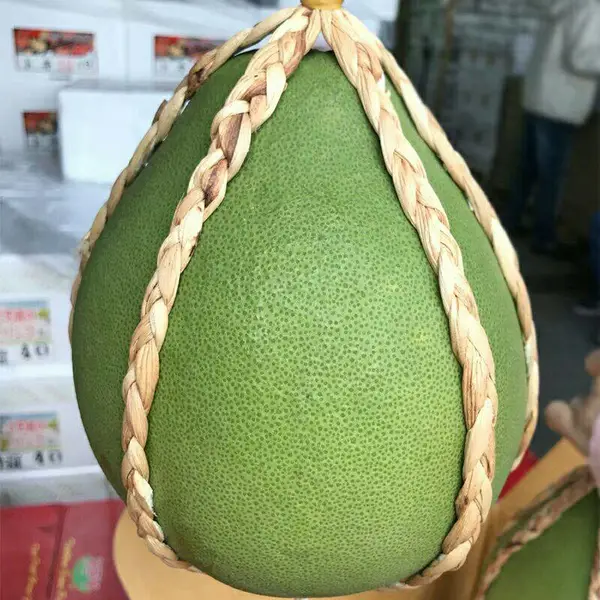 泰国红宝石柚苗价格/泰国红宝石青柚苗价钱