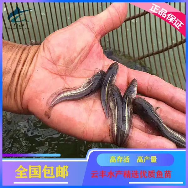�Ϸ���������籨�� ������������������� �ӽ�������