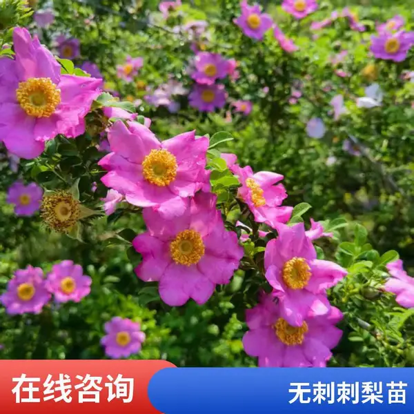 无刺刺梨种植基地提鲜无刺刺梨鲜果批发