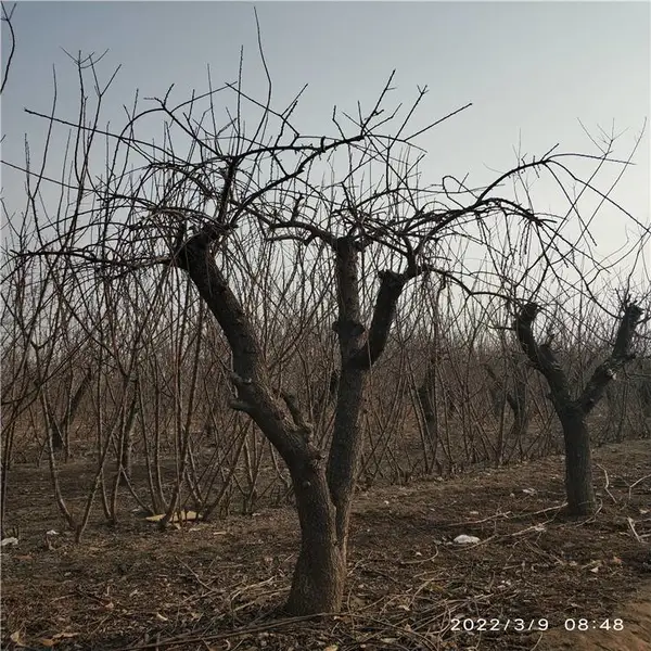 ����Ե ����̻��Գ��ڻ����ӷ��ܱ���ë �辰��֦÷