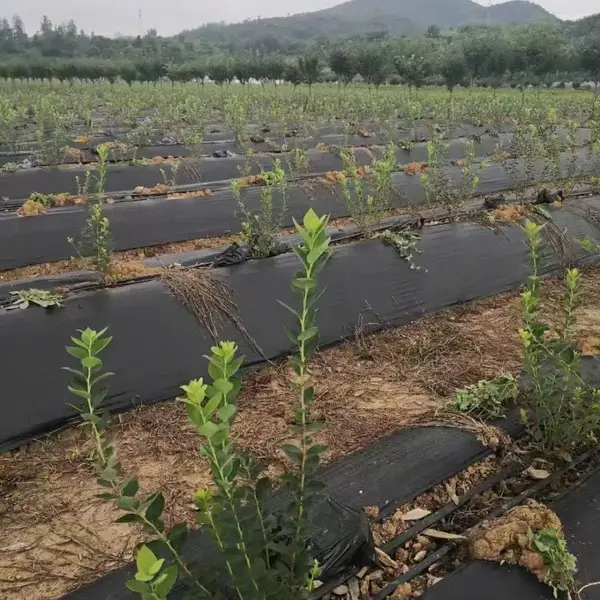 防草布 黑色除草布 农业用 蔬果园覆盖 防草保湿 环保材料 厂家直销