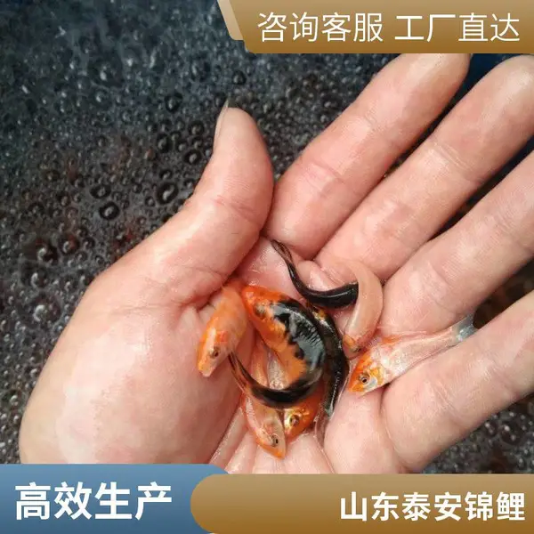 山东泰安本地观赏鱼苗锦鲤鱼苗养殖场直供5-10cm健康锦鲤苗