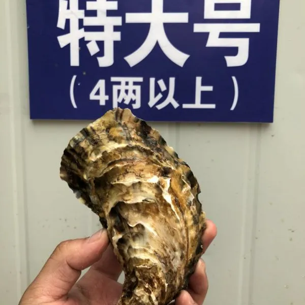 牡蛎和生蚝的区别 水煮生蚝的做法大全