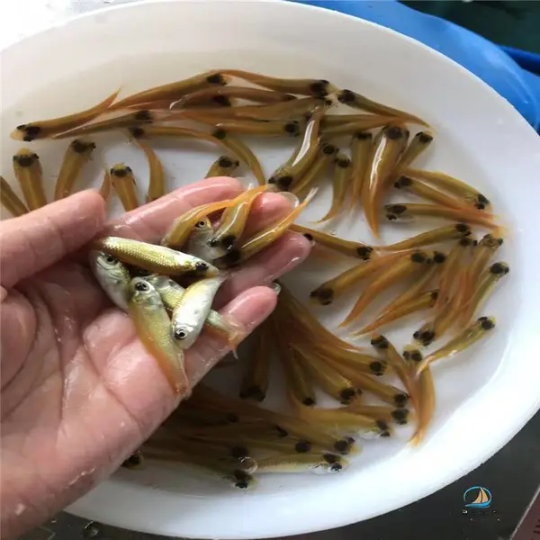 ����˹������� ���۽�˿������ ���۽�˿������