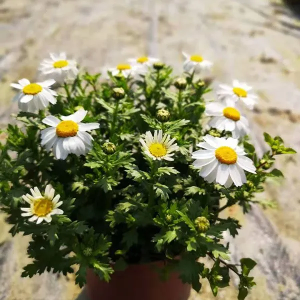 20公分高白金菊价格,紫色脚锦杯苗,成都花卉种植基地