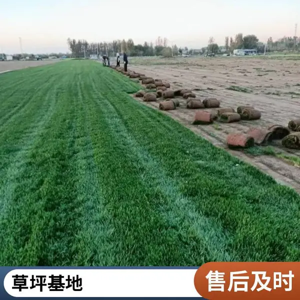 海淀批发屋顶花园设计高羊茅草坪屋顶花园绿化草坪铺装