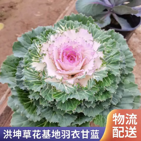 花卉基地供货 园林绿化工程苗 羽衣甘蓝花卉 冬季花卉 耐旱耐寒 可过冬