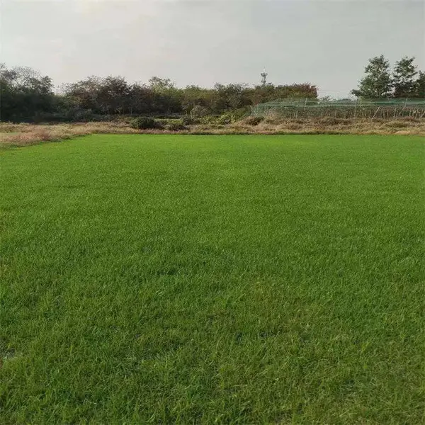 出售精品混播草 泥培马尼拉草坪 混播草坪草 坪种子齐全