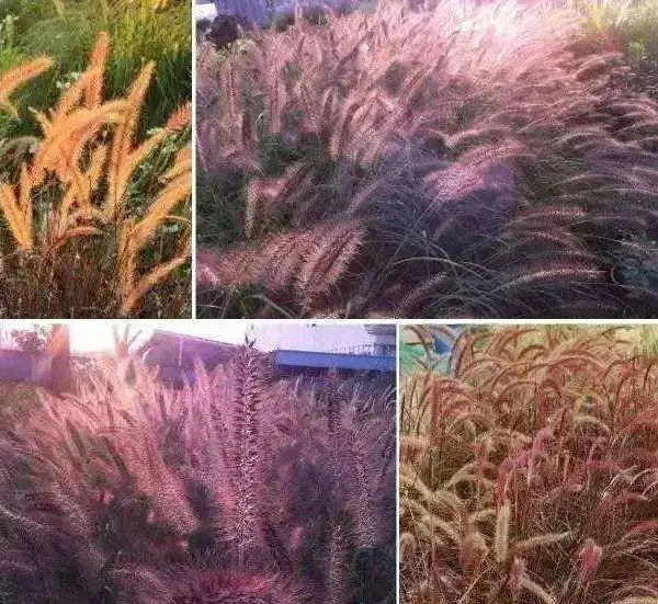 山东火焰狼尾草,金红羽狼尾草,紫叶狼尾草袋苗批发