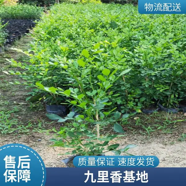 九里香绿化观叶植物小盆栽 绿植开花九里七里香苗圃基地直发