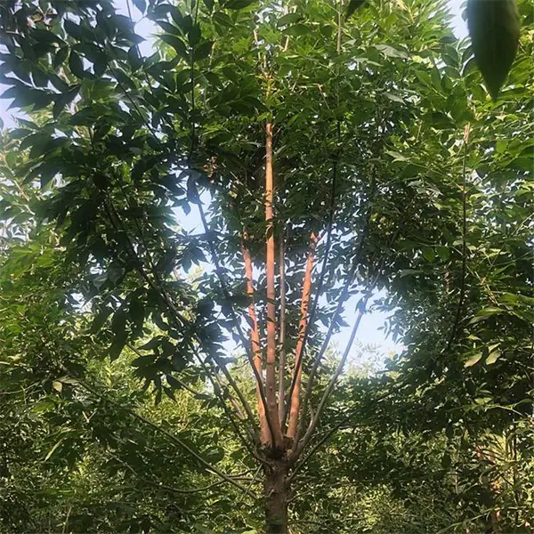 速生白蜡 无中间商 白蜡 量大质优 帅阳农业 销售情况