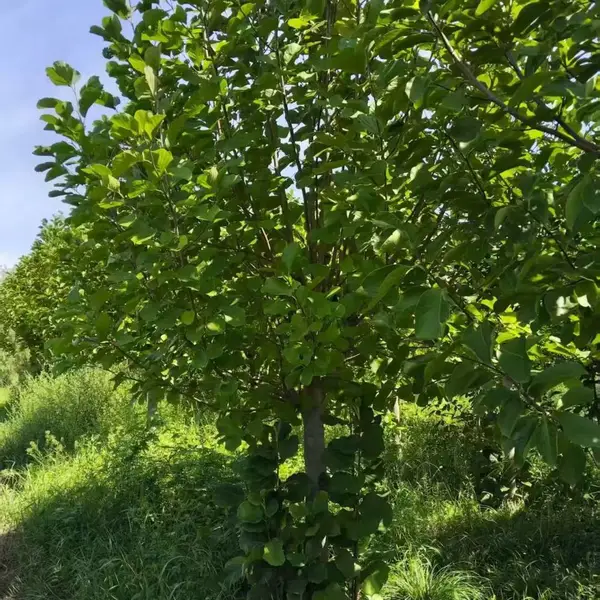 山东聊城冠县白玉兰种植基地批发供应,9公分红玉兰树苗厂家装车价格,玉兰产地供应商报价