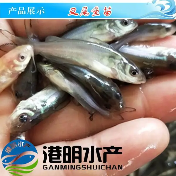 叉尾鮰鱼苗批发 2020年港明水产 支持全国发货服务