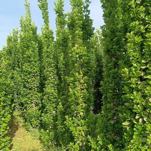 供应北海道黄杨 苗圃常年繁育北海道黄杨小苗 成品苗 高度50--2米