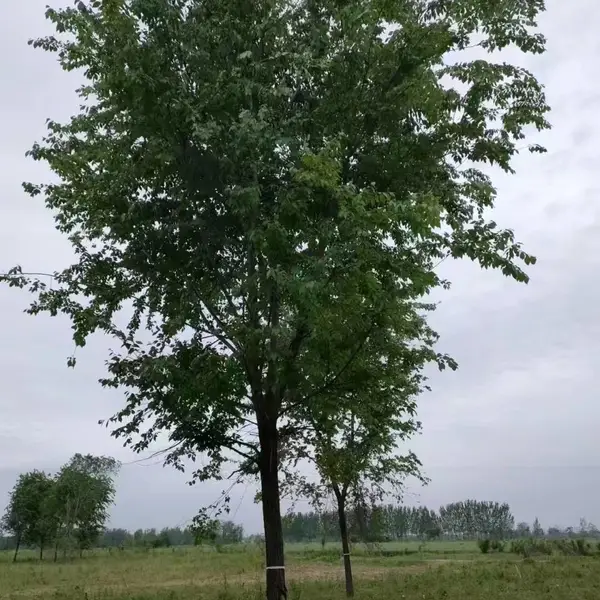 陕西安康二乔苗木榆树苗种植基地装车价格,1公分榆树苗厂家批发,榆树小苗产地报价