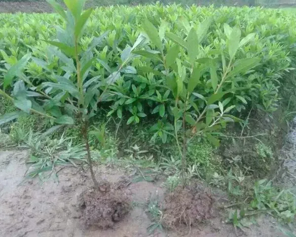 衡阳杜鹃批发 衡阳色块杜鹃价格 衡阳公园杜鹃提供