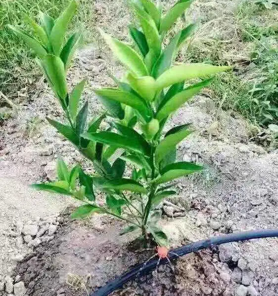 果园喷灌地埋管道 永州果园地埋PE管道果树滴灌地埋管 施工方案