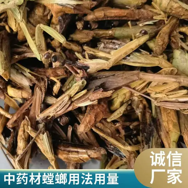 奇弘堂野生螳螂/天牛/蝼蛄/蛴螬野生中药材原药材一手货源产地批发